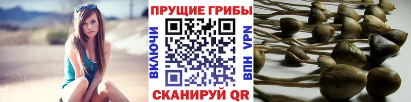 Псилоцибиновые грибы ЛСД  Шахунья 